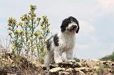 PERRO DE AGUA 122
